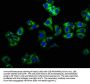 LIME1 Antibody