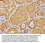 PIGU Antibody