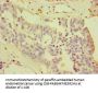 CDCP1 Antibody