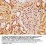 YY1AP1 Antibody