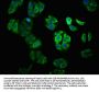 YY1AP1 Antibody