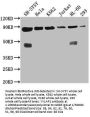 YY1AP1 Antibody