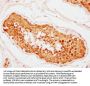 CNOT10 Antibody
