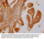 SLC28A3 Antibody