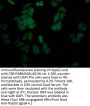 SLC28A3 Antibody