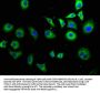 TPT1P8 Antibody