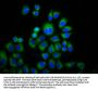 TRPM3 Antibody