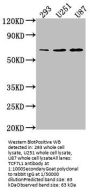 TCF7L1 Antibody