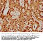 BCL2L10 Antibody