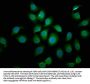 BCL2L10 Antibody