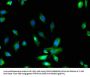 MYO10 Antibody