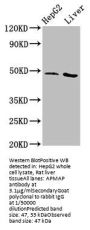 APMAP Antibody