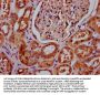 APMAP Antibody