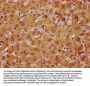 APMAP Antibody