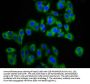 APMAP Antibody
