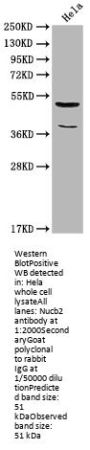 Nucb2 Antibody
