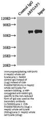 ARFGAP3 Antibody