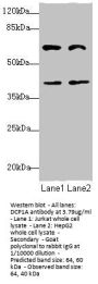 DCP1A Antibody
