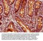 GPR27 Antibody