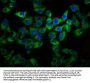 GPR27 Antibody