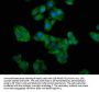 GIMAP4 Antibody