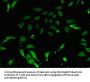 PRMT7 Antibody