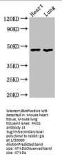 PAG1 Antibody