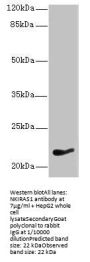 NKIRAS1 Antibody
