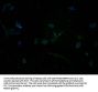 TAS2R5 Antibody