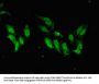 SMARCAL1 Antibody