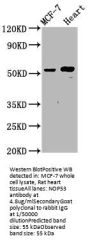 NOP53 Antibody