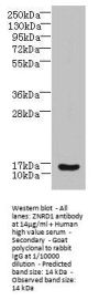 ZNRD1 Antibody
