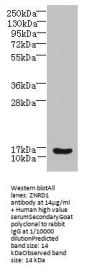 ZNRD1 Antibody