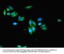 KLHL42 Antibody