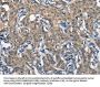 SCARB1 Antibody