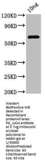 PG_1424 Antibody