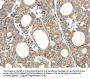 GZMK Antibody