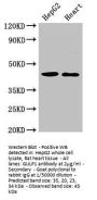 GULP1 Antibody