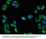 GULP1 Antibody