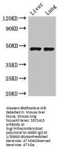 SEC14L3 Antibody