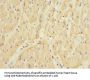 SMPX Antibody