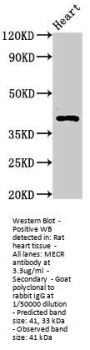 MECR Antibody