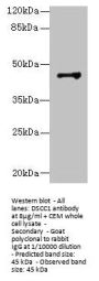 DSCC1 Antibody