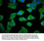 RIOK2 Antibody