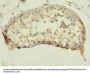 QTRT1 Antibody