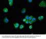 MAP1LC3C Antibody