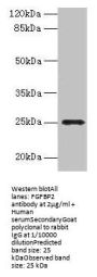 FGFBP2 Antibody