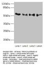 TRIM15 Antibody