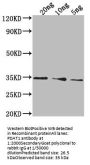 PDAT1 Antibody