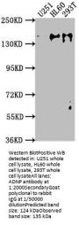 ADNP Antibody